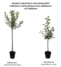 Gloster Malus Domestica -Grüne Vielfalt 0 Baumformen Buschbaum und HalbstammMx6KfmBKmpnCy