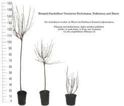Tatjana, Grün, Fast Stachellos Ribes Uva-crispa `Tatjana´ 7 Tatjana, Grün, Fast Stachellos Ribes Uva-crispa `Tatjana´ -Grüne Vielfalt 1 Beispiel Stachelbeeren Wuchsformen5728MZOmFH4CB
