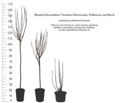 Rolan Ribes Rubrum `Rolan´ 9 Rolan Ribes Rubrum `Rolan´ -Grüne Vielfalt 1Beispiel Johannisbeere WuchsformenubMxZbmWVRpso