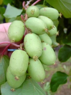 Bayern-Kiwi `Issai´ (selbstfruchtbar) Actinidia Arguta `Issai´