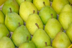 Grüne Vielfalt -Grüne Vielfalt Alexander Lucas 2