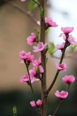 Säulen-Nektarine `Alice Col´ Ⓢ Prunus Nucipersica `Alice Col´ 6 Säulen-Nektarine `Alice Col´ Ⓢ Prunus Nucipersica `Alice Col´ -Grüne Vielfalt Alice Col Bl te