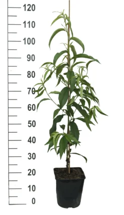 Säulen-Nektarine `Alice Col´ Ⓢ Prunus Nucipersica `Alice Col´ 7 Säulen-Nektarine `Alice Col´ Ⓢ Prunus Nucipersica `Alice Col´ -Grüne Vielfalt Alice Col weiss scaled