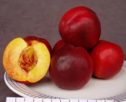 Säulen-Nektarine `Alice Col´ Ⓢ Prunus Nucipersica `Alice Col´