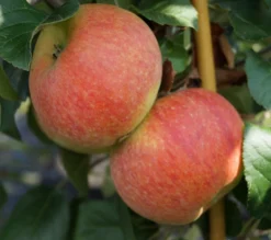 Grüne Vielfalt -Grüne Vielfalt Alkmene 2