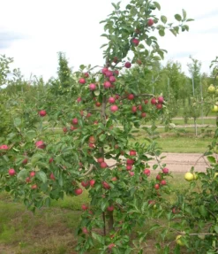 Grüne Vielfalt -Grüne Vielfalt Allegro1