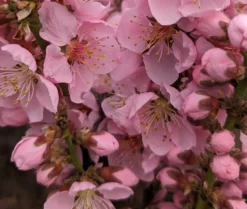 Zwergpfirsich `Amber® Pix ZeeⓈ´ Prunus Persica 7 Zwergpfirsich `Amber® Pix ZeeⓈ´ Prunus Persica -Grüne Vielfalt Amber Pix Zee