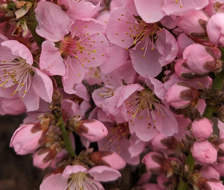 Zwergpfirsich `Amber® Pix ZeeⓈ´ Prunus Persica 4 Zwergpfirsich `Amber® Pix ZeeⓈ´ Prunus Persica – Bild 4