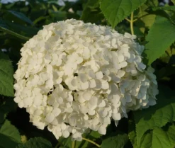 Garten-Hortensie `Incrediball®´ Hydrangea Arborescens -Grüne Vielfalt Anabelle Hortensie