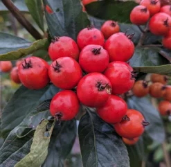 Neu eingetroffen -Grüne Vielfalt Apfeldorn Frucht