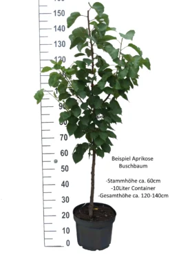 Ungarische Beste Prunus Armeniaca `Ungarische Beste´ 9 Ungarische Beste Prunus Armeniaca `Ungarische Beste´ -Grüne Vielfalt Aprikose Beispiel BuschbaumTiHyozuxpTkgO