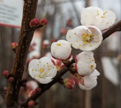 Ungarische Beste Prunus Armeniaca `Ungarische Beste´ 8 Ungarische Beste Prunus Armeniaca `Ungarische Beste´ -Grüne Vielfalt Aprikose Bl te