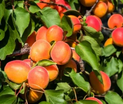 Aprikose `Colorado´ Prunus Armeniaca `Colorado´