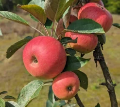Säulenapfel Arbat ® Malus Domestica -Grüne Vielfalt Arbat S ulenapfel2