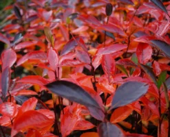 Aronia- Apfelbeere Hugin Aronia Melanocarpa `Hugin´ -Grüne Vielfalt Aronia Hugin Herbstf rbung