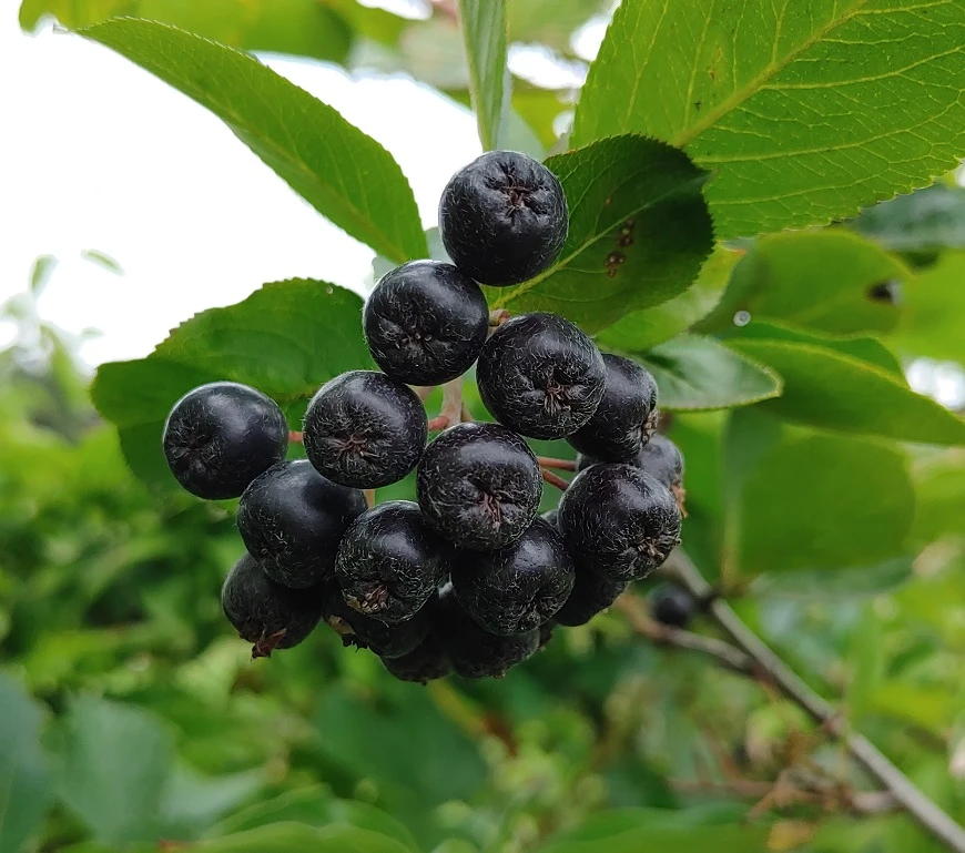 Aronia- Apfelbeere Nero Aronia Prunifolia `Nero´ 1 Aronia- Apfelbeere Nero Aronia Prunifolia `Nero´