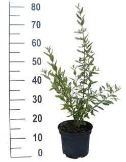 Silberblättrige Büffelbeere Sheperdia Argentea -Grüne Vielfalt B ffelbeere weiss