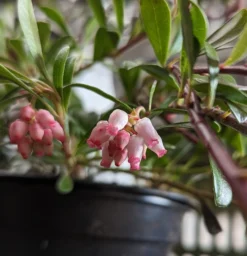 Echte Bärentraube Arctostaphylos Uva-ursi -Grüne Vielfalt B rentraube Bl te