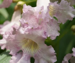 Sommerglocke / Baumoleander `Summer Bells´ Chitalpa Tashkentensis `Summer Bells´ 7 Sommerglocke / Baumoleander `Summer Bells´ Chitalpa Tashkentensis `Summer Bells´ -Grüne Vielfalt Baumoleander Summer Bells 4