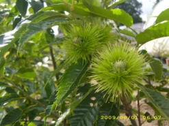 Esskastanie `Belle Epine´ Castanea Sativa `Belle Epine´ 5 Esskastanie `Belle Epine´ Castanea Sativa `Belle Epine´ -Grüne Vielfalt Belle Epine scaled