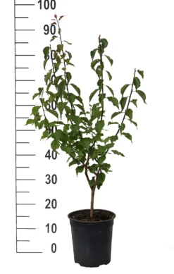 Japanische Zier-Aprikose `Beni-chi-dori´ Prunus Mume `Beni-chi-dori´ -Grüne Vielfalt Beni chi dori Zieraprikose