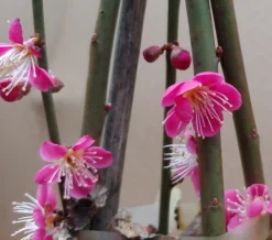 Japanische Zier-Aprikose `Beni-chi-dori´ Prunus Mume `Beni-chi-dori´ -Grüne Vielfalt Benichidori