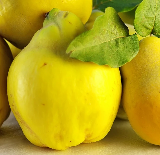 Bereczki Birnenquitte Cydonia Oblonga `Bereczki´ 1 Bereczki Birnenquitte Cydonia Oblonga `Bereczki´