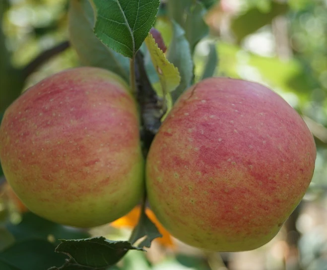 Biesterfelder Renette Malus Domestica 1 Biesterfelder Renette Malus Domestica