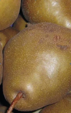 Uta Pyrus Communis `Uta´ -Grüne Vielfalt Birne UTA