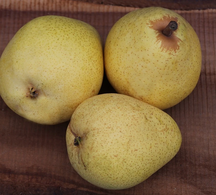 Säulenbirne `Pirini Myway®´ Pyrus Communis `Pirini Myway®´ 1 Säulenbirne `Pirini Myway®´ Pyrus Communis `Pirini Myway®´