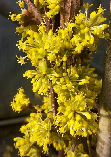 Großfrüchtige Kornelkirsche `Jolico´ Cornus Mas `Jolico´ 2 Großfrüchtige Kornelkirsche `Jolico´ Cornus Mas `Jolico´ – Bild 2