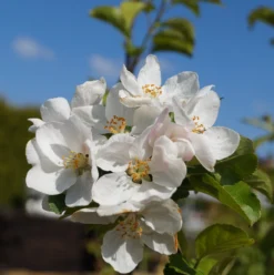 Zierapfel `Red Sentinel´ Malus `Red Sentinel´ -Grüne Vielfalt Bl te Red Sentinel