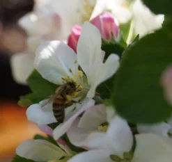 Säulenapfel `Rondo´ Malus Domestica `Rondo´ 10 Säulenapfel `Rondo´ Malus Domestica `Rondo´ -Grüne Vielfalt Bl te Rondo mit Biene