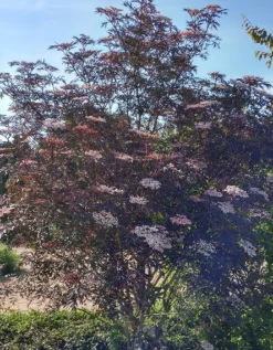 Holunder Black Lace ® Sambucus Nigra `Black Lace´ -Grüne Vielfalt Blace Lace Strauch