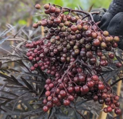 Holunder Black Lace ® Sambucus Nigra `Black Lace´ -Grüne Vielfalt Black Lace Furcht