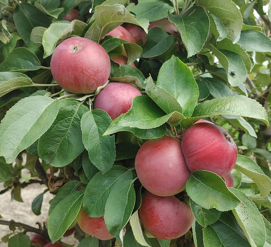 Säulenapfel `Black McIntosh´ Malus Domestica 1 Säulenapfel `Black McIntosh´ Malus Domestica
