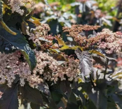 Holunder-Säule Black Tower (R) Sambucus Nigra `Black Tower´ -Grüne Vielfalt Black Tower1