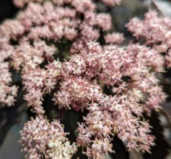 Holunder-Säule Black Tower (R) Sambucus Nigra `Black Tower´ -Grüne Vielfalt Black tower2