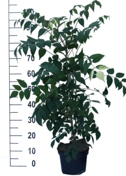 Blauschote / Blaugurkenbaum Decaisnea Fargesii -Grüne Vielfalt Blauschote Decaisnea weiss