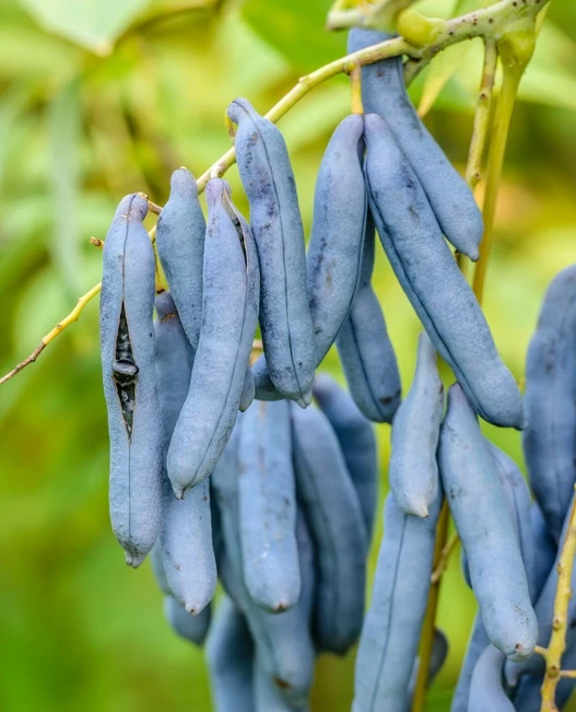 Grüne Vielfalt -Grüne Vielfalt BlauschotezeIhDPZS0tu5z