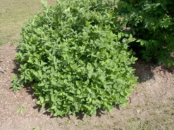 Sibirische Blaubeere "Blue Velvet" Lonicera Kamtschatica `Blue Velvet´ -Grüne Vielfalt Blue Velvet Kordes Jungpflanzen