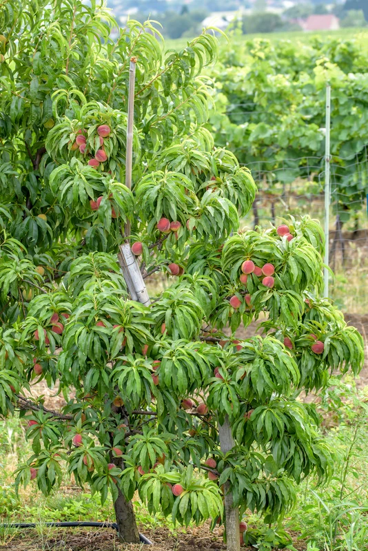 Zwergpfirsich `Bonanza´ Prunus Persica 3 Zwergpfirsich `Bonanza´ Prunus Persica – Bild 3