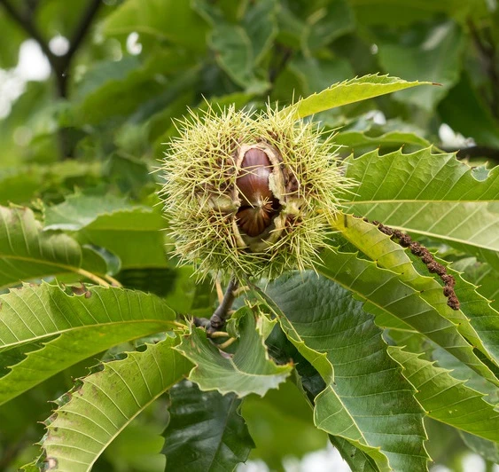 Esskastanie `Bouche De Betizac´ 150-175cm Castanea Sativa `Bouche De Betizac´ 1 Esskastanie `Bouche De Betizac´ 150-175cm Castanea Sativa `Bouche De Betizac´