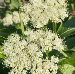 Amerikanischer Schneeball `Brandywine´ Viburnum Nudum `Brandywine´ 9 Amerikanischer Schneeball `Brandywine´ Viburnum Nudum `Brandywine´ -Grüne Vielfalt Brandywine bl te