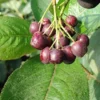 Aronia - Rote Apfelbeere `Brillant´ Aronia Arbutifolia `Brillant´