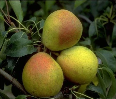 Bunte Julibirne Pyrus Communis `Bunte Julibirne´ 1 Bunte Julibirne Pyrus Communis `Bunte Julibirne´