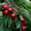 Burlat Prunus Avium `Burlat´