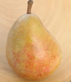 Gellerts Butterbirne Pyrus Communis `Gellert´s Butterbirne´ -Grüne Vielfalt Butterbirne1