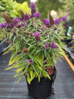 Schmetterlingsflieder Butterfly Candy® (versch. Farben) Buddleja Davidii -Grüne Vielfalt Butterfly Candy
