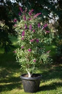 Säulen-Sommerflieder `Butterfly Tower´ Buddleja Davidii `Butterfly Tower´ -Grüne Vielfalt Butterfly Tower Kordes Jungpflanzen2
